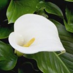 The Calla Lily