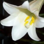 The Easter Lily