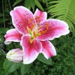 The Stargazer Lily