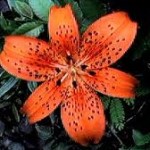 The Tiger Lily